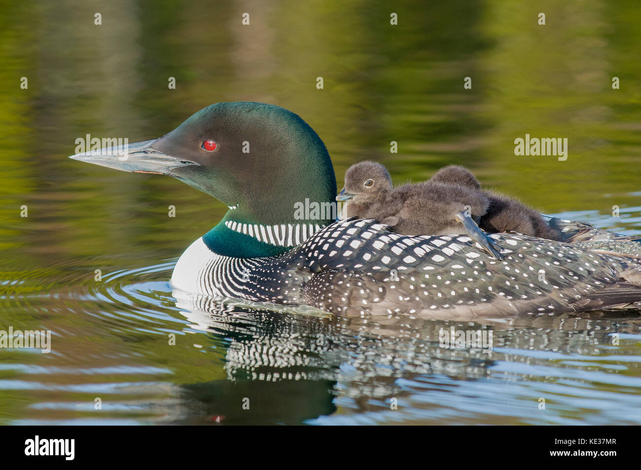 Adult common loon (Gavia immer) and chicks back-riding as they do for the first two weeks after hatching, central Alberta, Canada Stock Photo