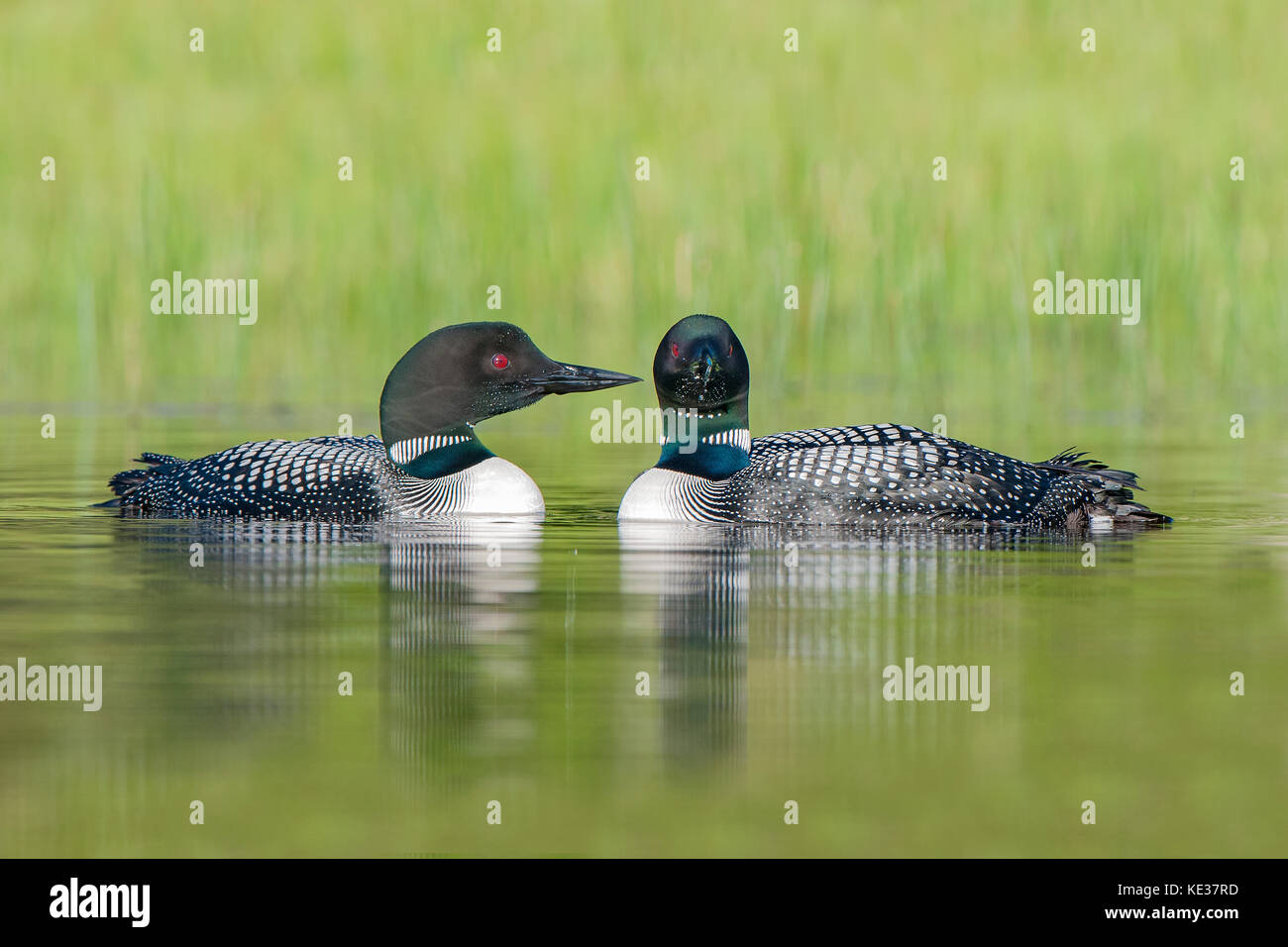Mating pair of common loons (Gavia immer), central Alberta, Canada Stock Photo