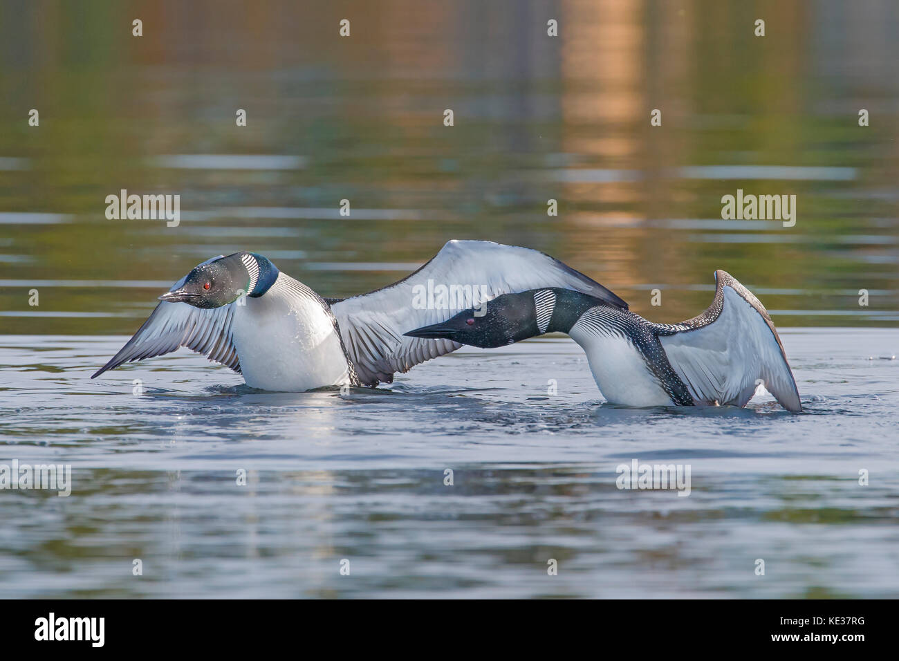 Adult common loons(Gavia immer) in an aggressive encounter, central Alberta, Canada Stock Photo