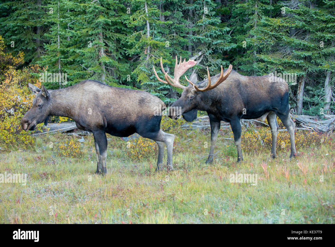 Courting moose (Alces alces), Canadian Rocky Mountains, Alberta, Stock Photo