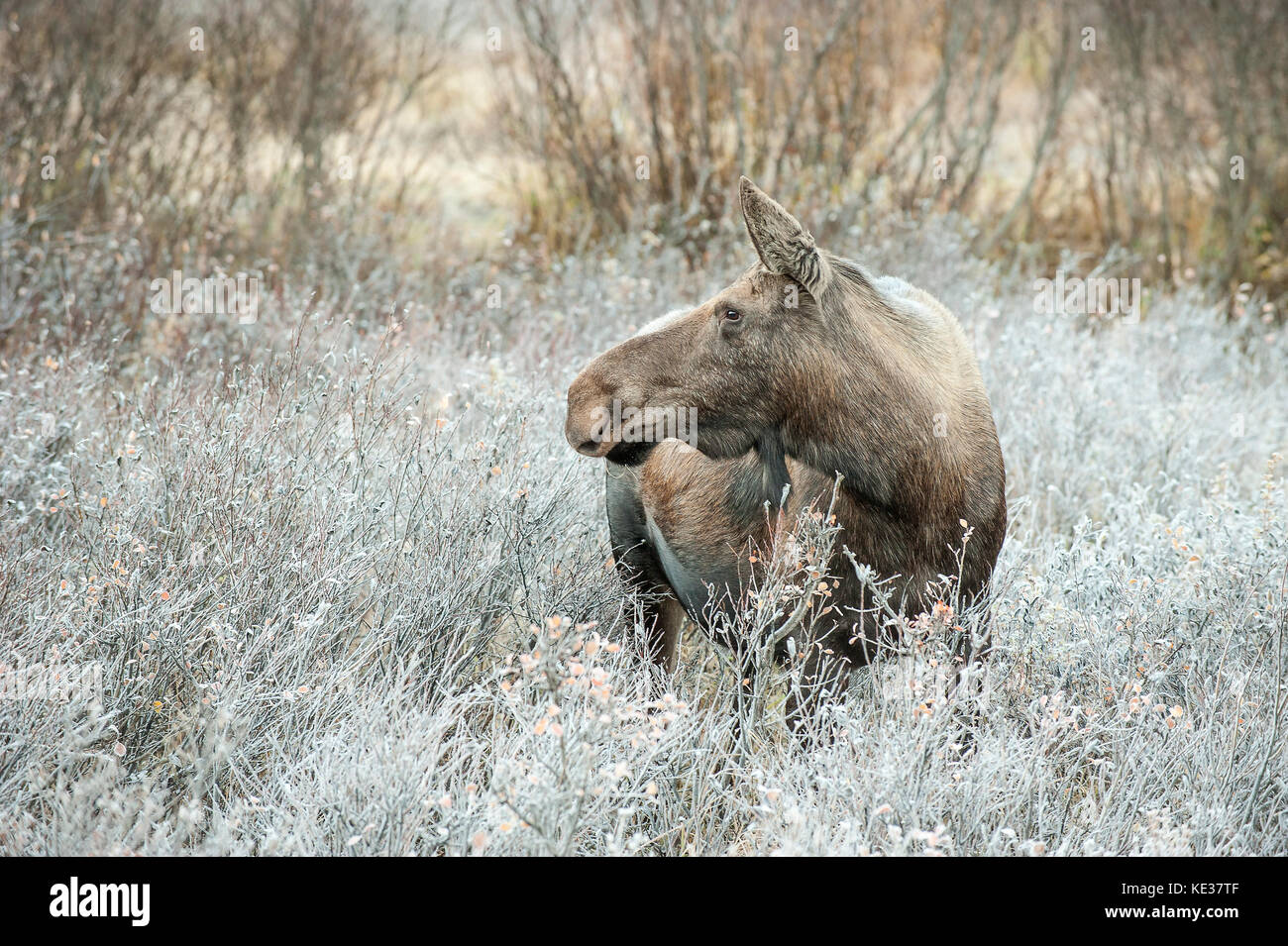 Adult cow moose (Alces alces), canadian Rockies, Alberta Stock Photo