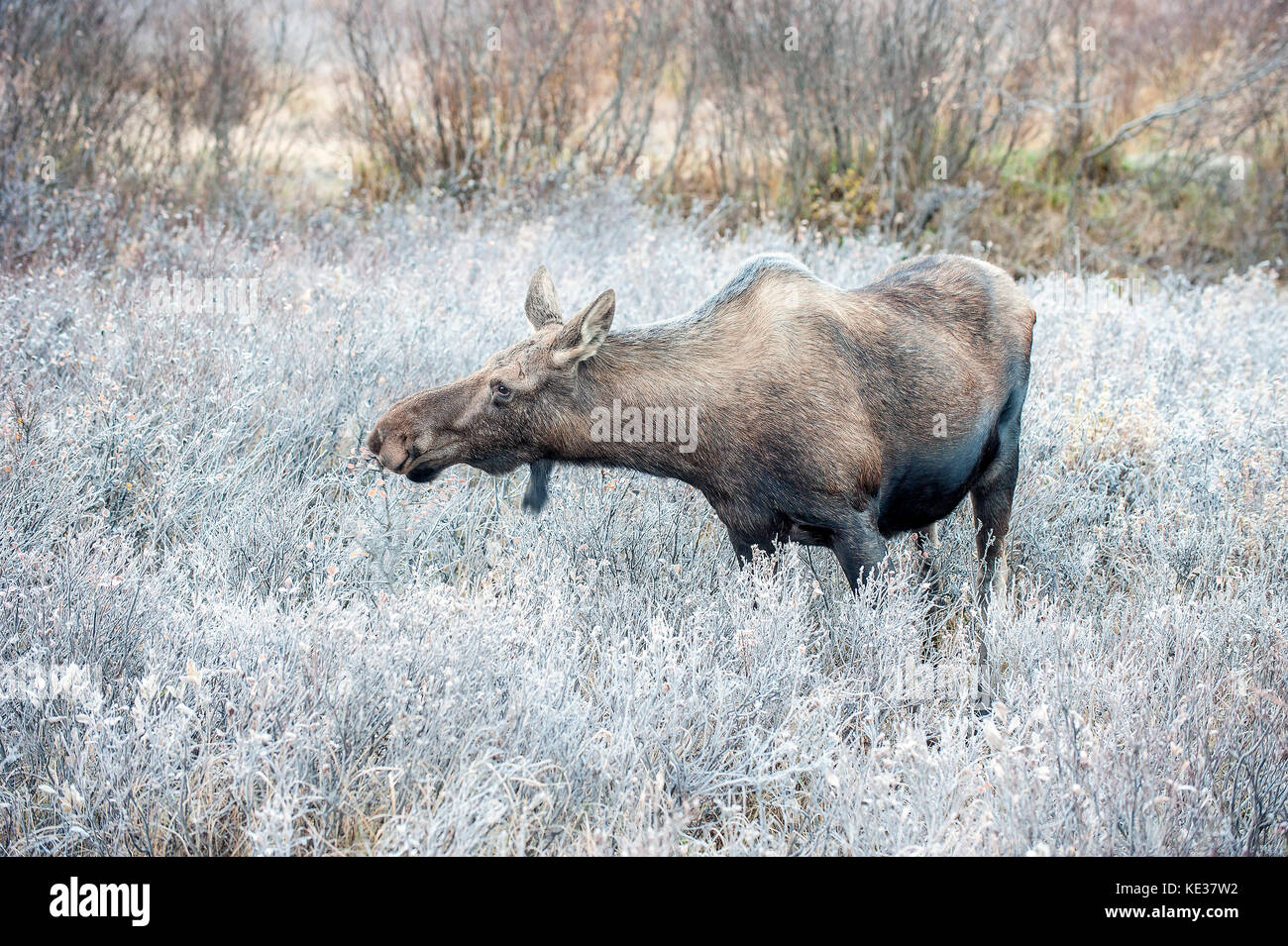 Adult cow moose (Alces alces) feeding on willow browse, Canadian Rockies, Alberta Stock Photo