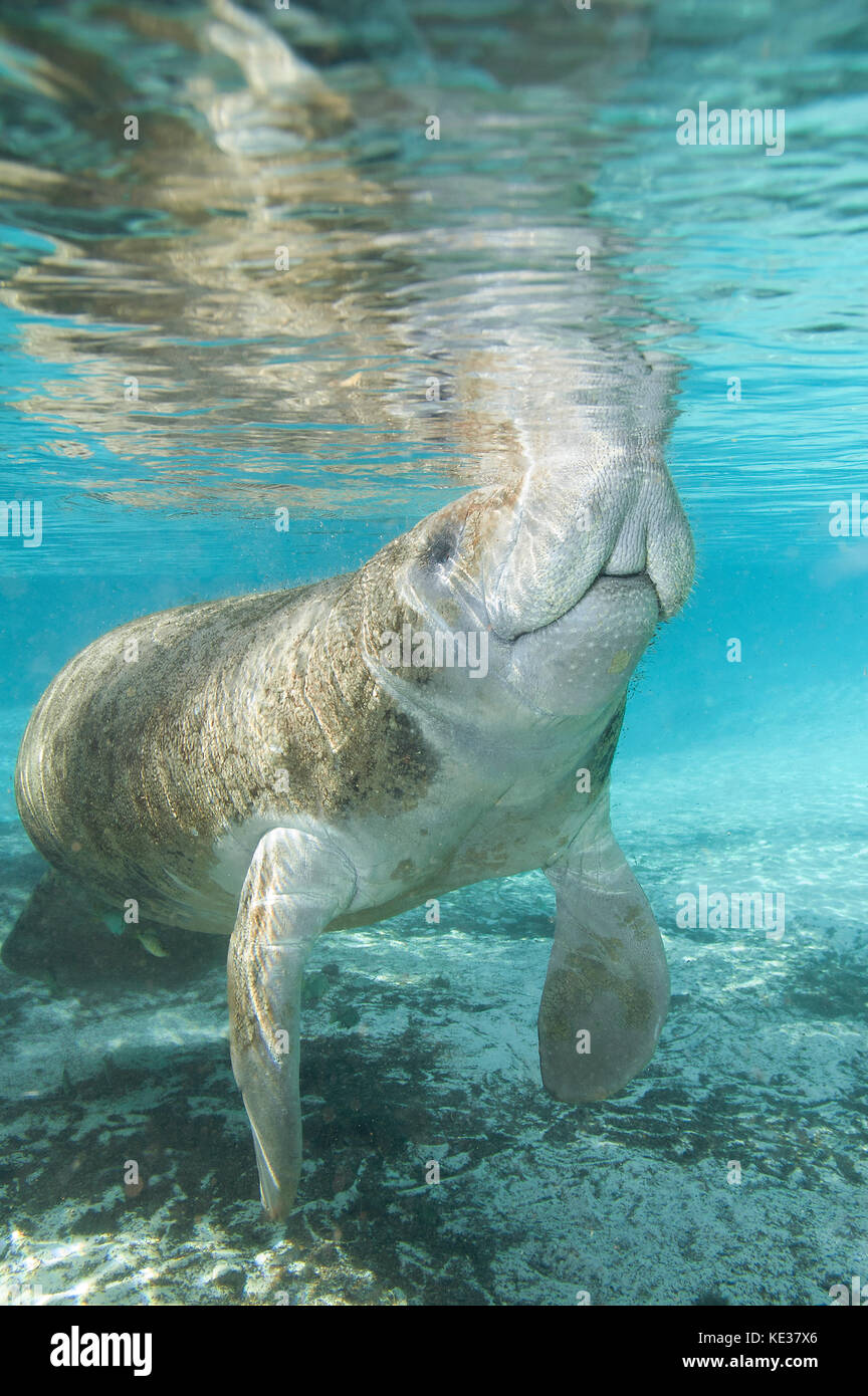 Florida manatee (Trichechus manatus latirostris), Crystal River, west ...