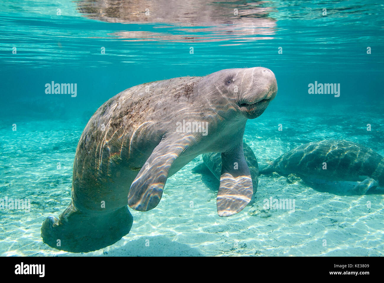 Florida manatee (Trichechus manatus latirostris), Crystal River, west-central Florida, U.S.A. Stock Photo