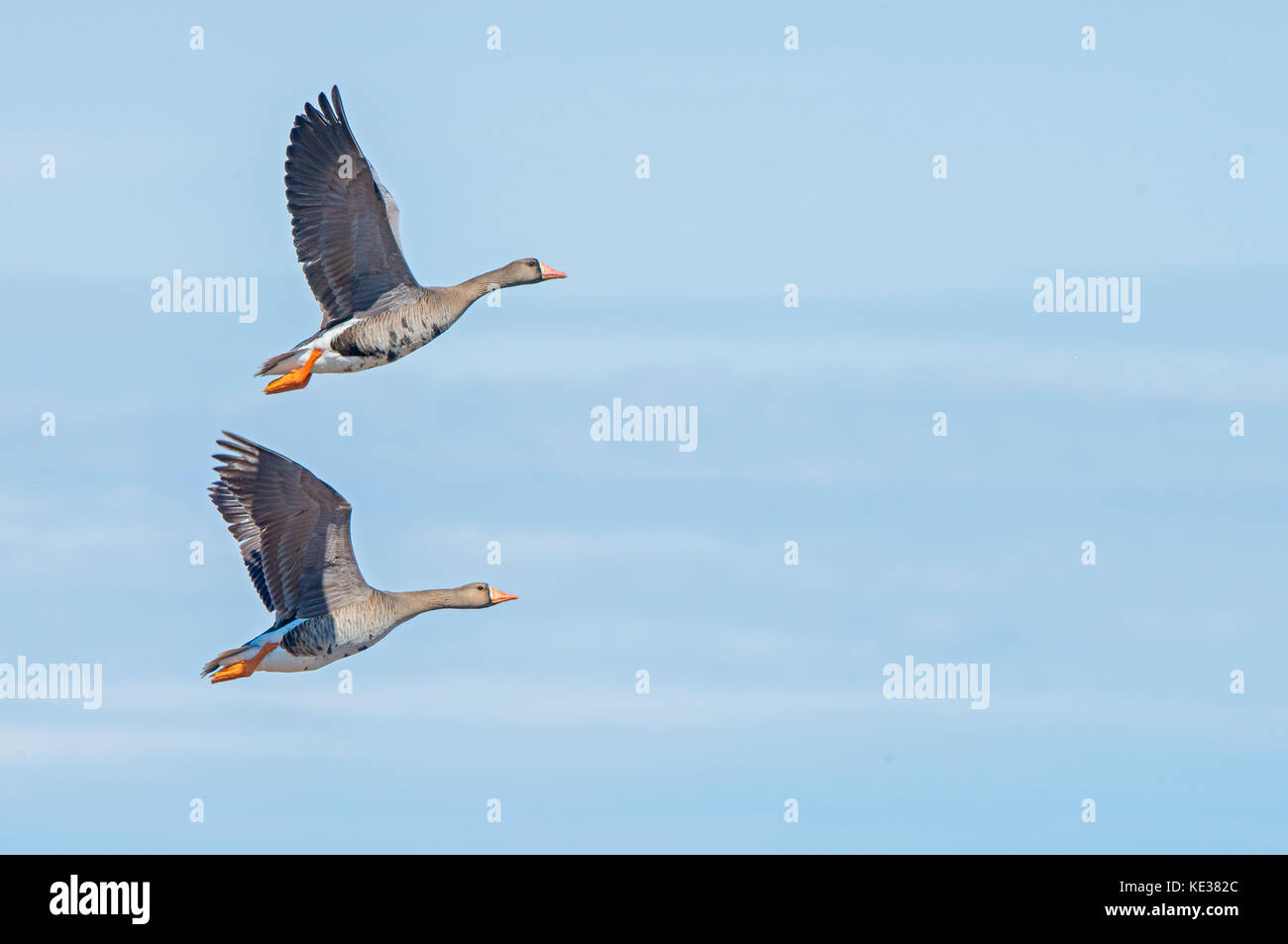 Adult greater white-fronted goose (Anser albifrons), Victoria Island, Nunavut, Arctic Canada Stock Photo