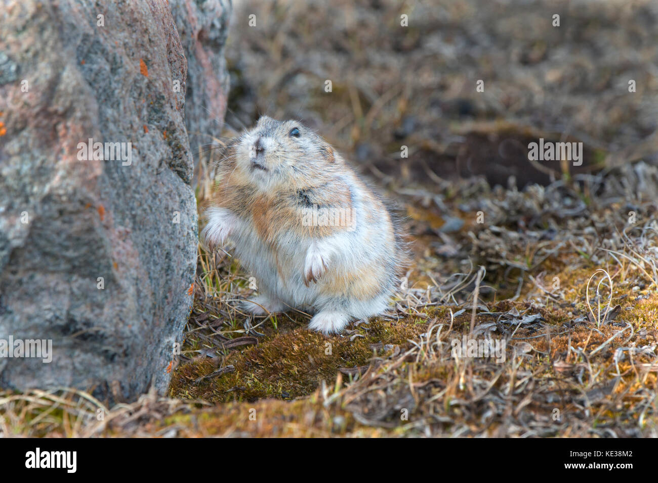 Northern collared lemming (Dicrostonyx groenlandicus), Victoria Island