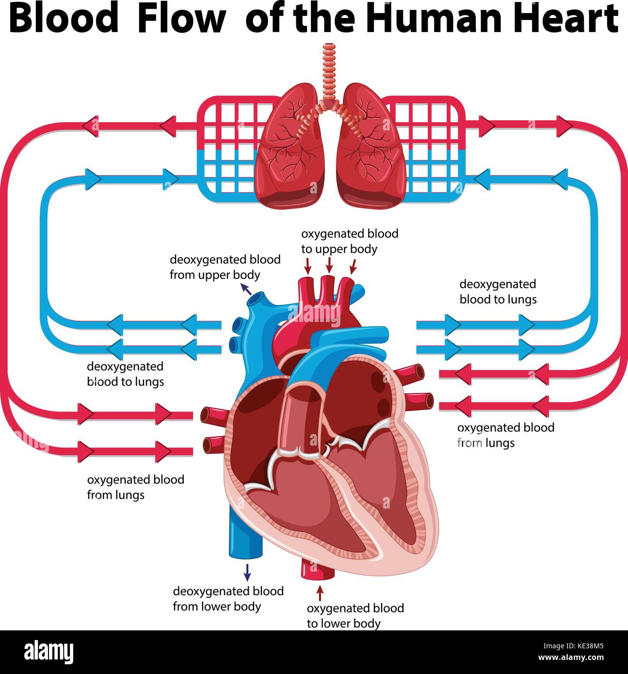 15 Flow Chart Of Blood Flow Through The Body Robhosking Diagram