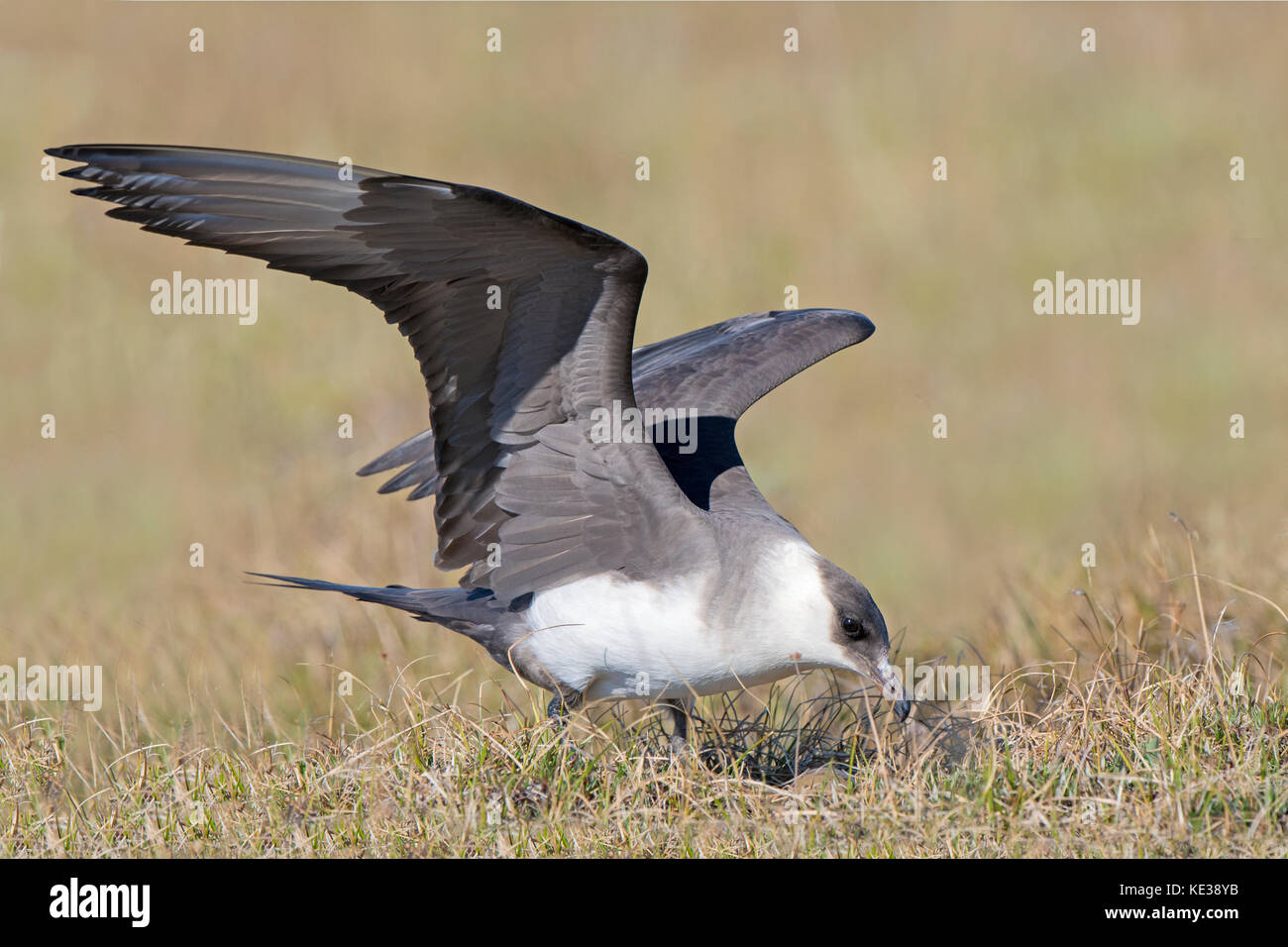 Parasitic jaeger (Stercorarius parasiticus) landing at its nest, Victoria Island, Nunavut, Arctic Canada Stock Photo