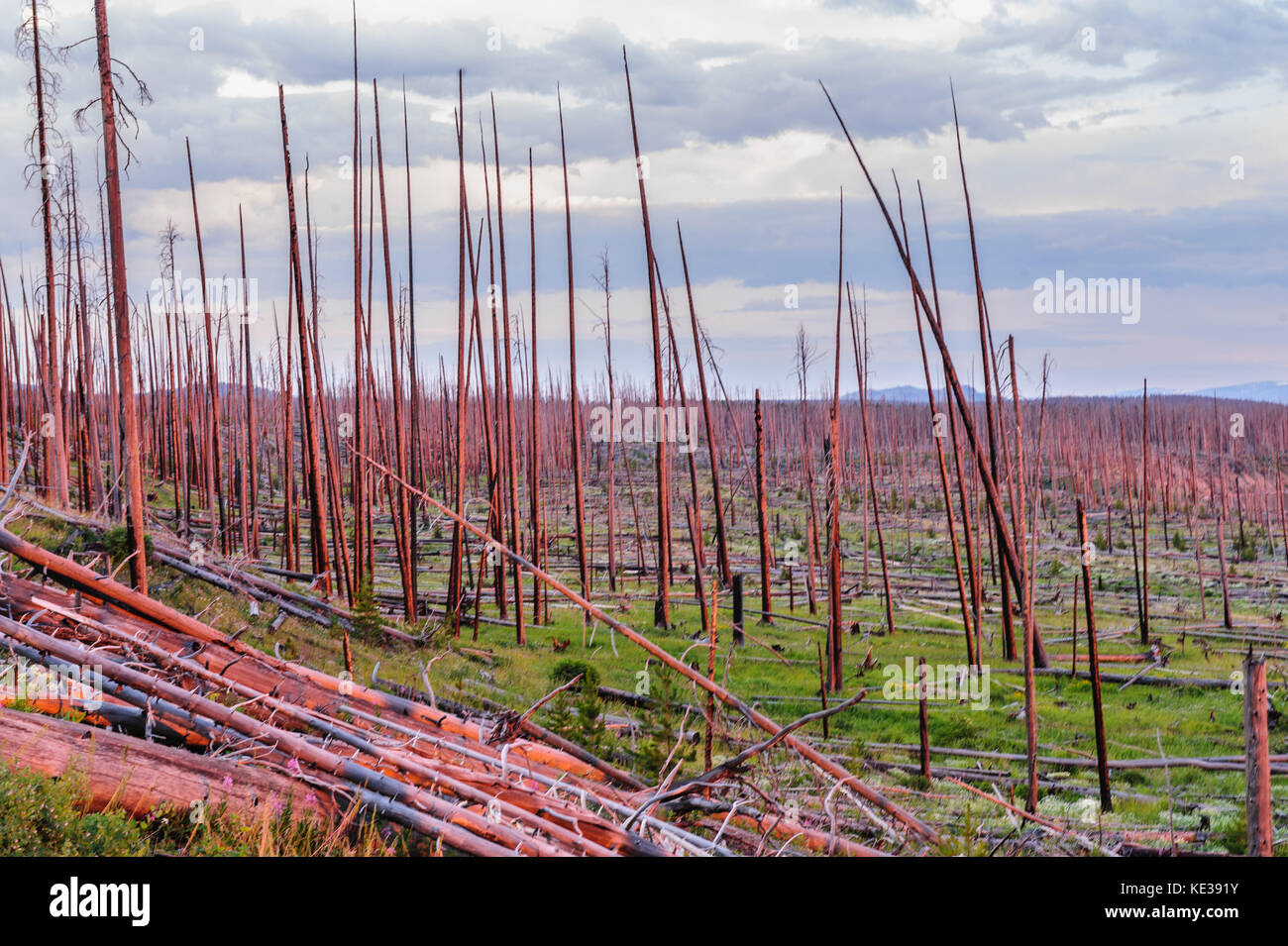 Dead Tree Trunks in the Red light of the sun Stock Photo - Alamy