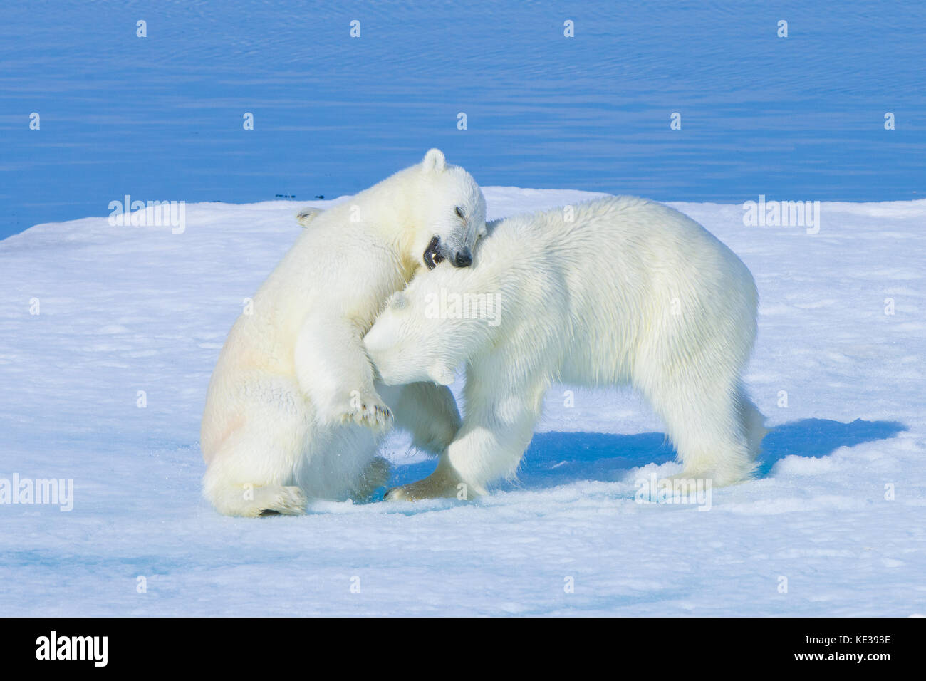 Two-year old polar bear cubs (Ursus Maritimus) playing, Svalbard Archipelago, Norwegian Arctic, Stock Photo