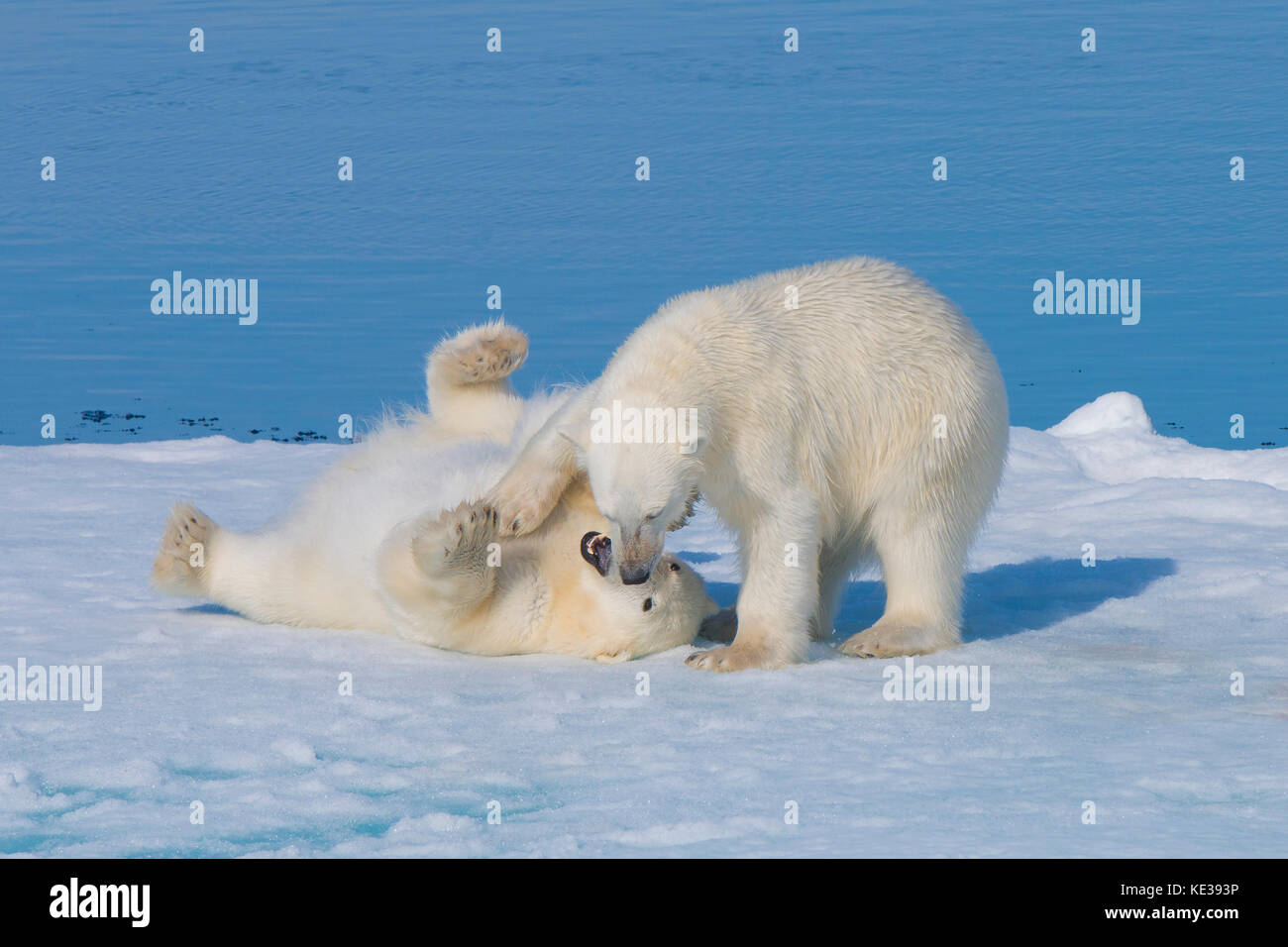 Two-year old polar bear cubs (Ursus Maritimus) playing, Svalbard Archipelago, Norwegian Arctic, Stock Photo