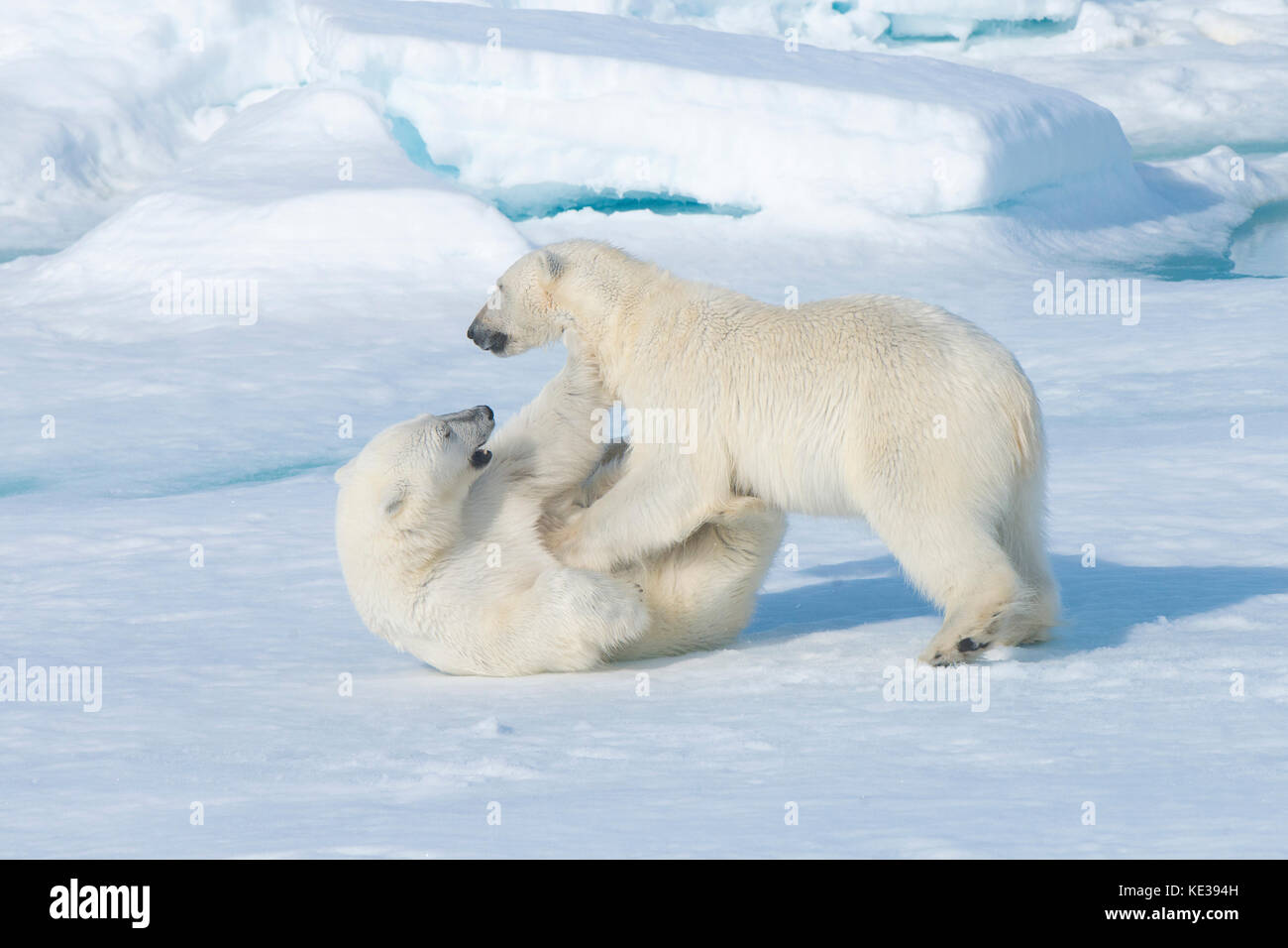 Two-year old polar bear cubs (Ursus Maritimus) playing, Svalbard Archipelago, Norwegian Arctic, Stock Photo