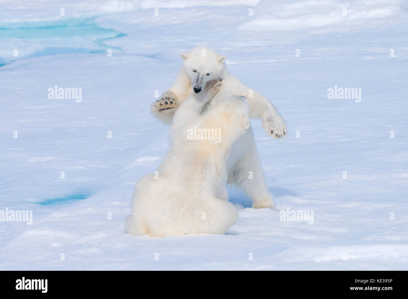 Two-year old polar bear cubs (Ursus Maritimus) playing, Svalbard Archipelago, Norwegian Arctic, Stock Photo