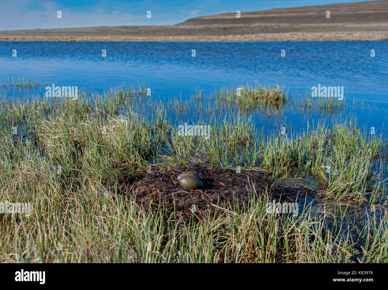 Red Throated Loon (Gavia stellata) nest and eggs, Victoria Island, Nunavut, Arctic Canada Stock Photo