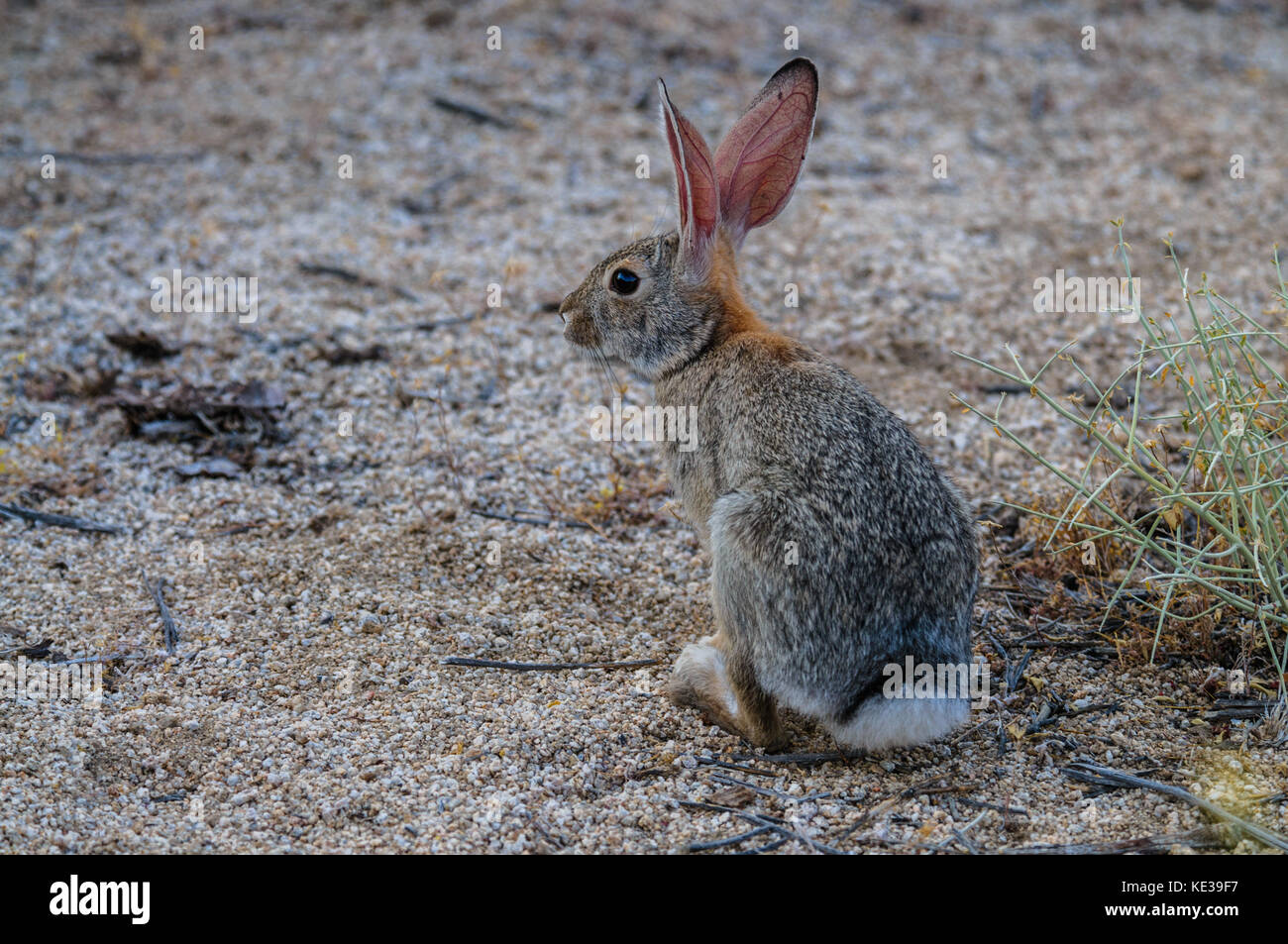 Desert Cottontail Rabbit Stock Photo Alamy