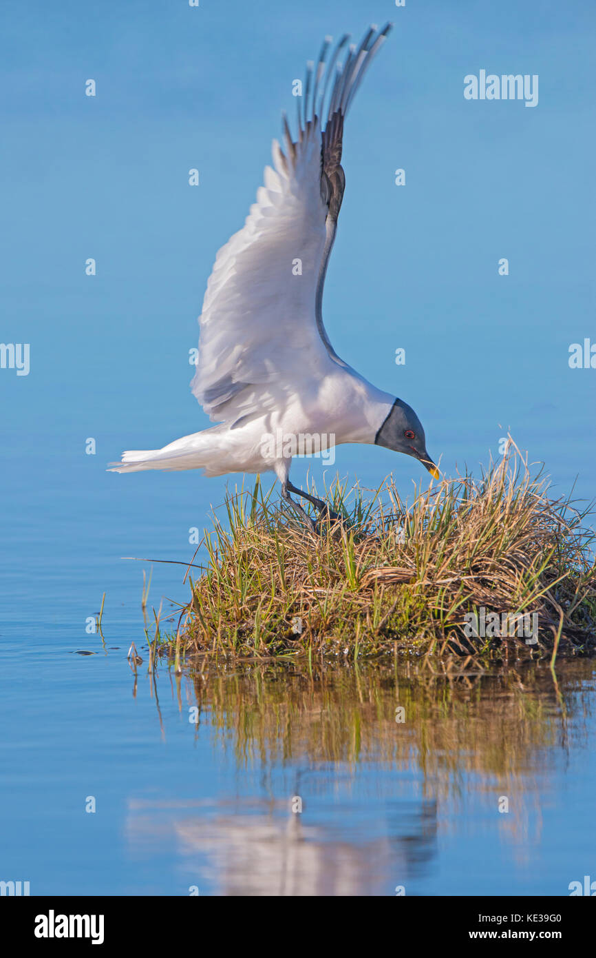 Sabine's gull (Xema sabini) landing on its nest, Victoria Island, Nunavut, Arctic Canada Stock Photo