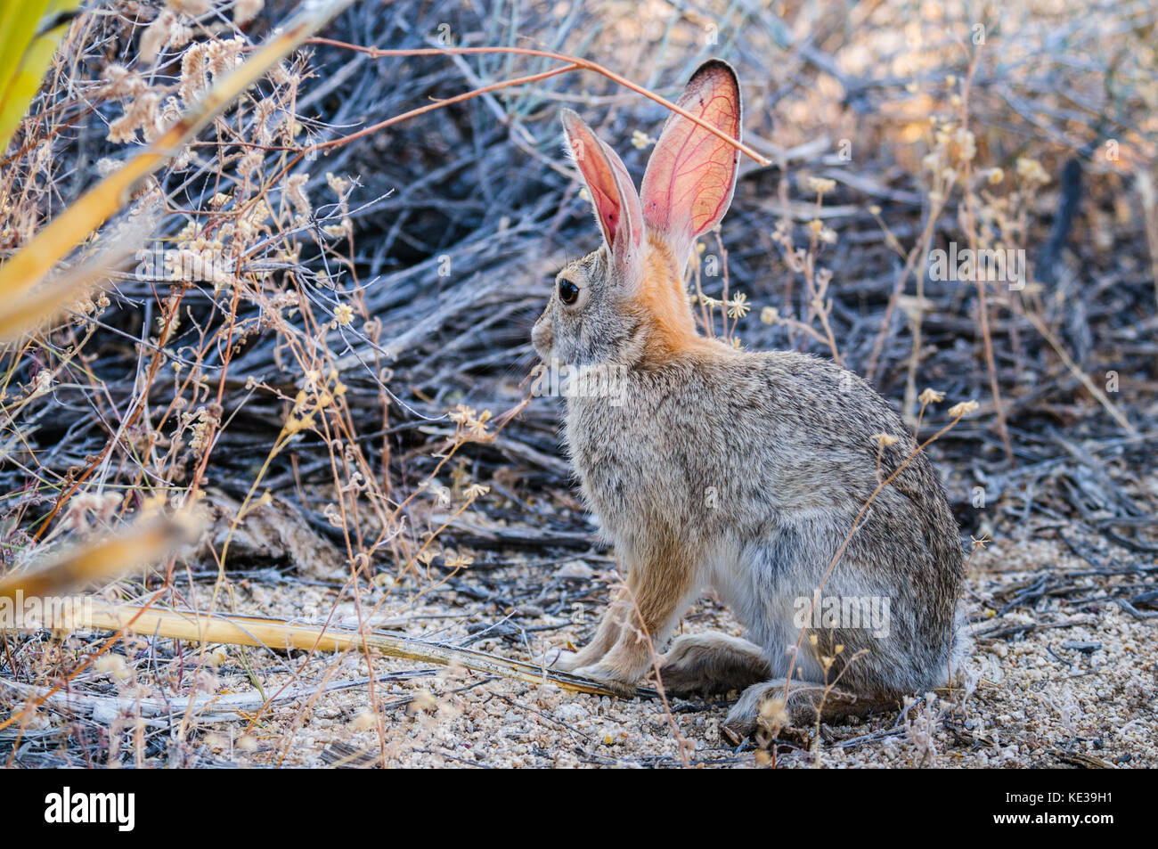 Desert Cottontail Rabbit Stock Photo Alamy