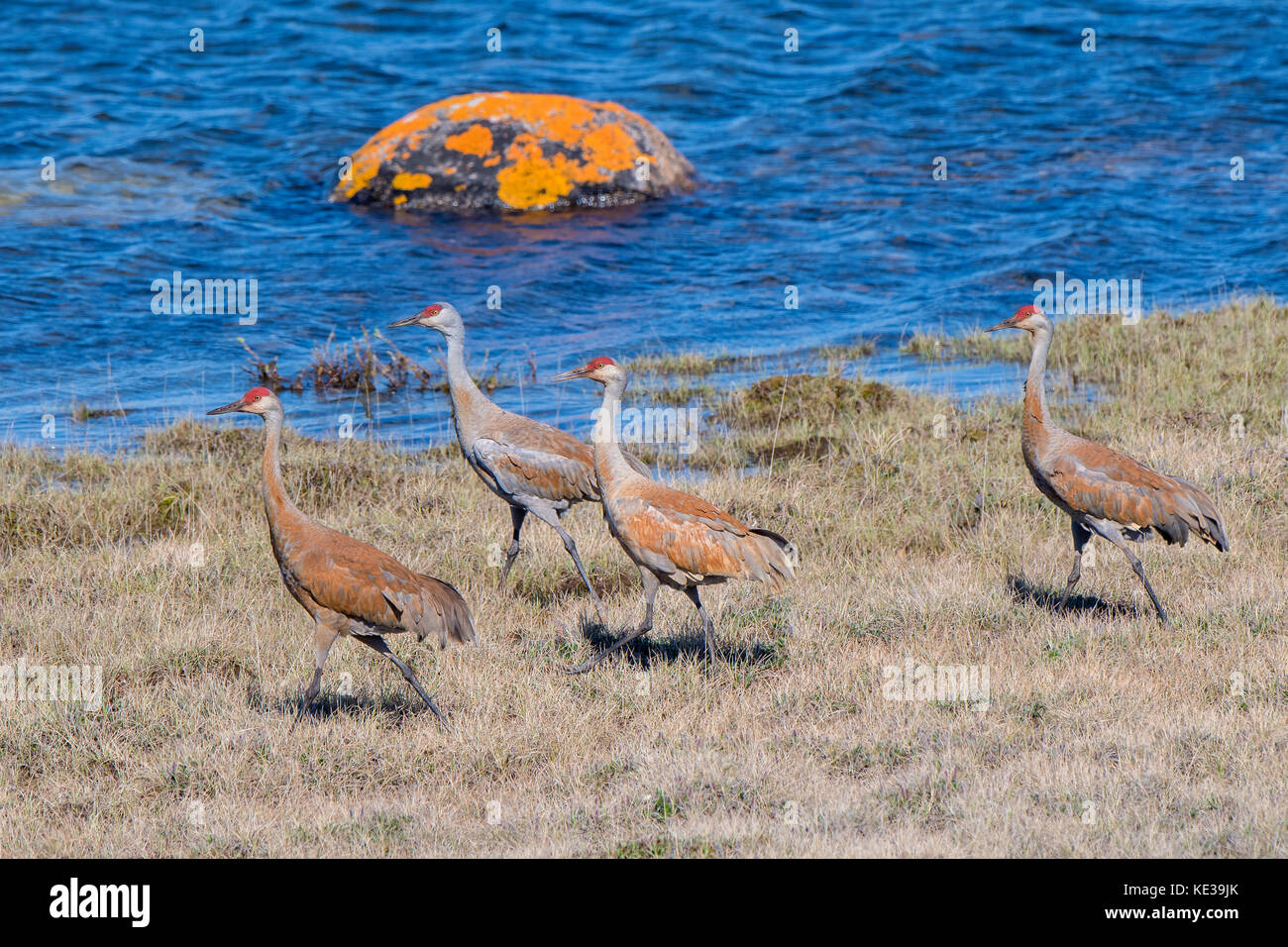 Sandhill cranes (Grus canadensis) Victoria Island, Nunavut, Arctic Canada Stock Photo