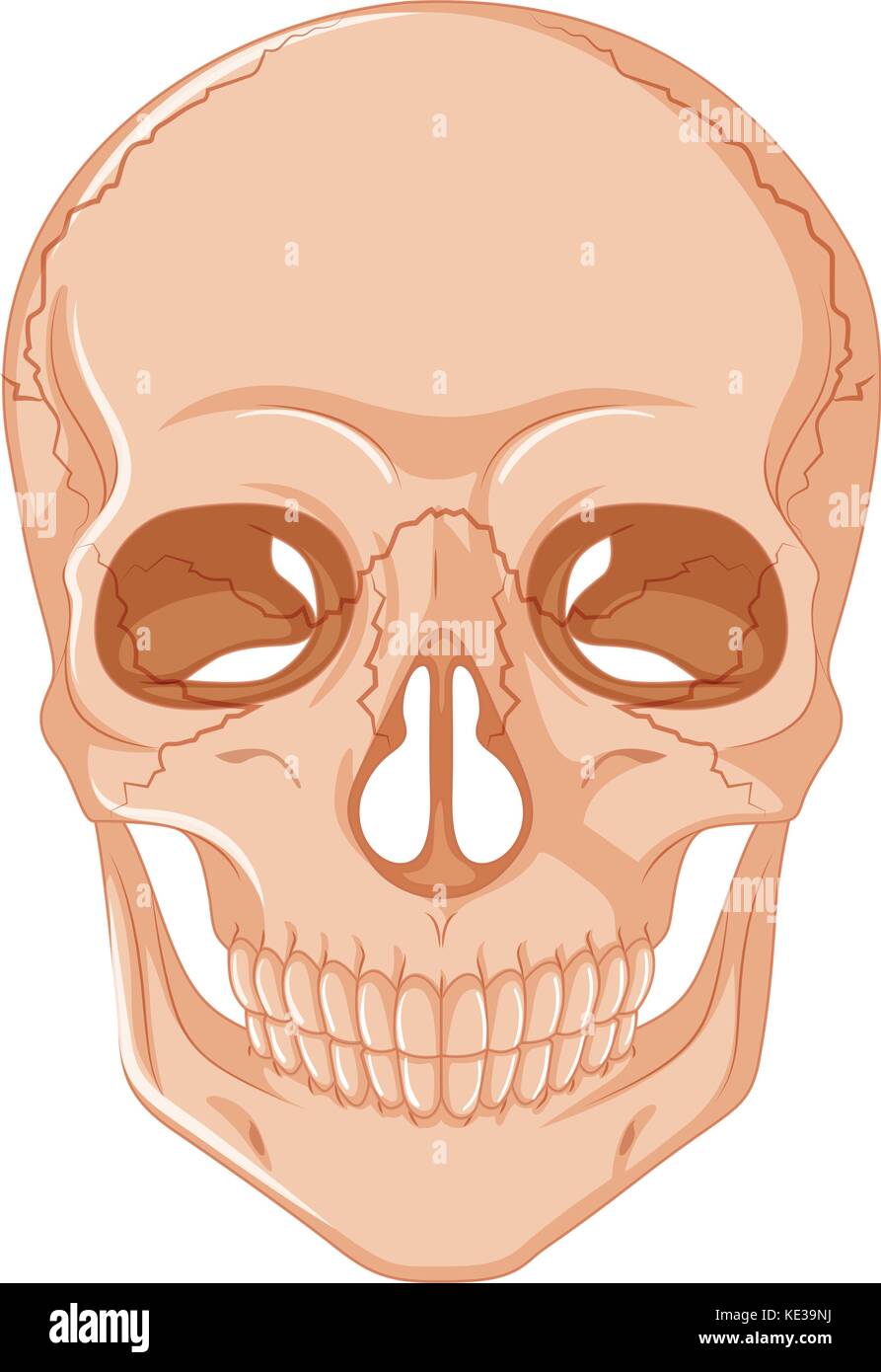 Cracked skull on white background illustration Stock Vector Image & Art