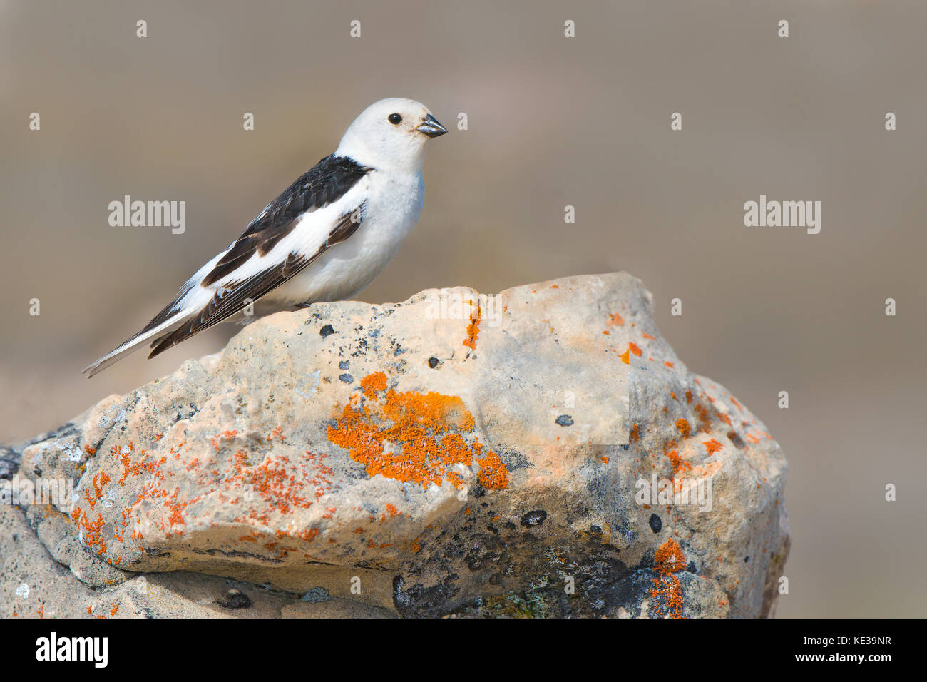 Adult male snow bunting (Plectrophenax nivalis) delivering food to its nestlings, Victoria Island, Nunavut, Arctic Canada Stock Photo