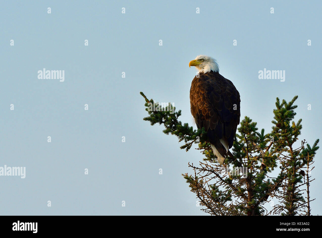 A mature bald eagle ' Haliaeetus leucocephalus'; perched on the top of a spruce tree in Jasper National Park, Alberta Canada Stock Photo