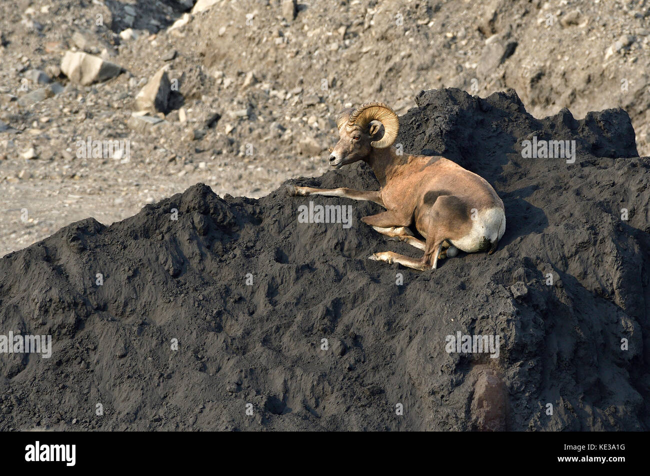 A wild Bighorn Sheep 'Ovis canadensis';  laying on top of a pile of coal at the Luscar mine near Cadomin Alberta Canada Stock Photo