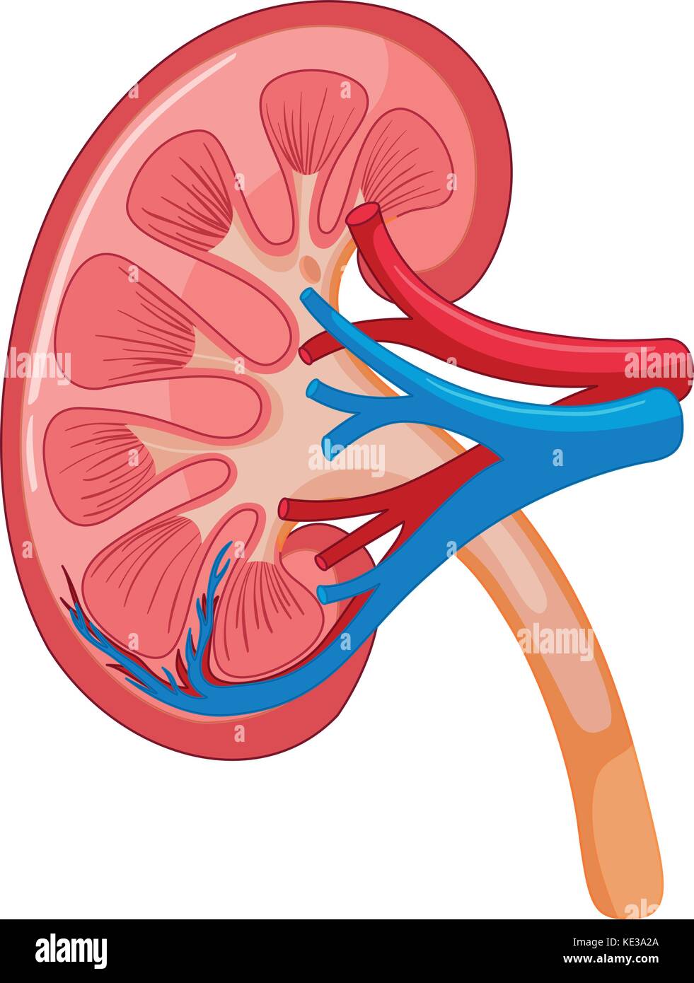 Human Kidney Medical Diagram High Resolution Stock Photography and
