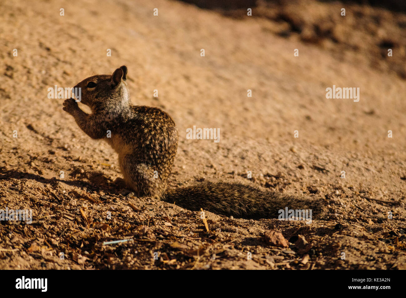 california ground squirrel california ground squirrel