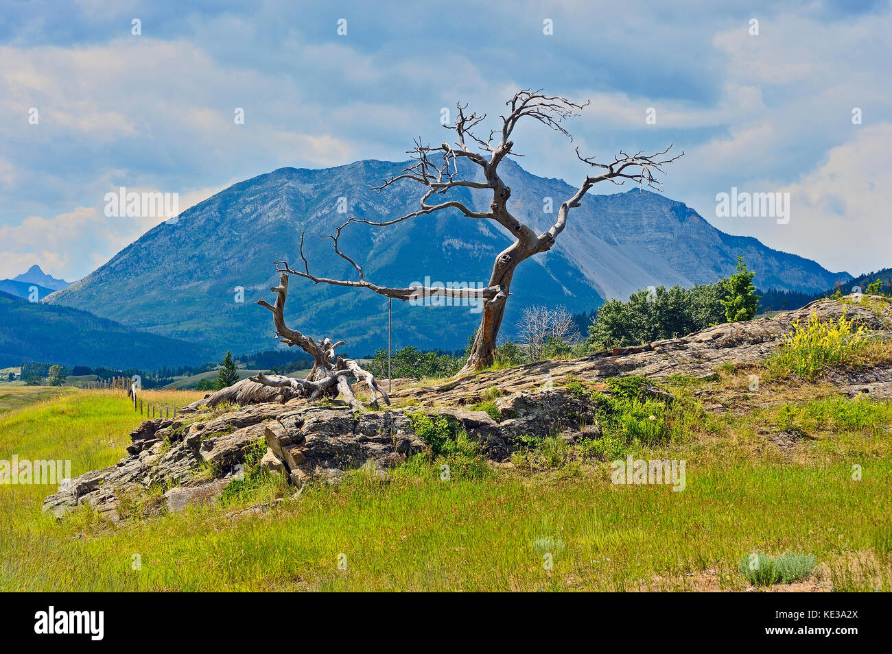 This Limber Pine tree is known as the Burmis tree for the former town of Burmis on Alberta highway 3  and stands as a sentinel to the Crowsnest Pass in southern Alberta near the Frank Slide. It is said to be 700 years old and is the most photographed tree in Canada Stock Photo