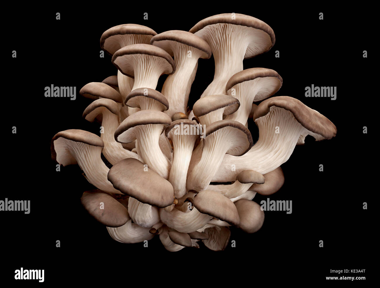oyster mushroom closeup isolated on black background Stock Photo - Alamy