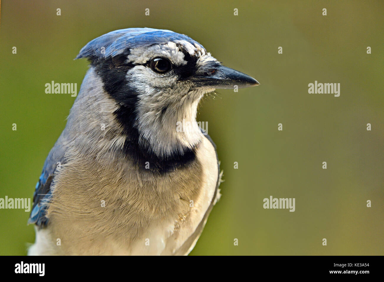 A close up side view of a wild Eastern Blue Jay Stock Photo