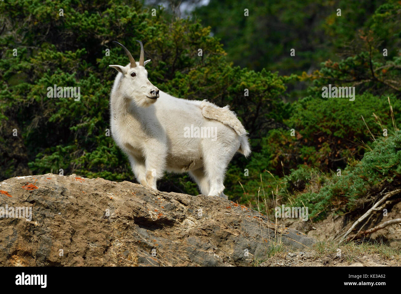 A white female mountain goat (Oreamnos americanus); on a rocky outcrop looking back over her shoulder in Jasper National Park,Alberta,Canada Stock Photo