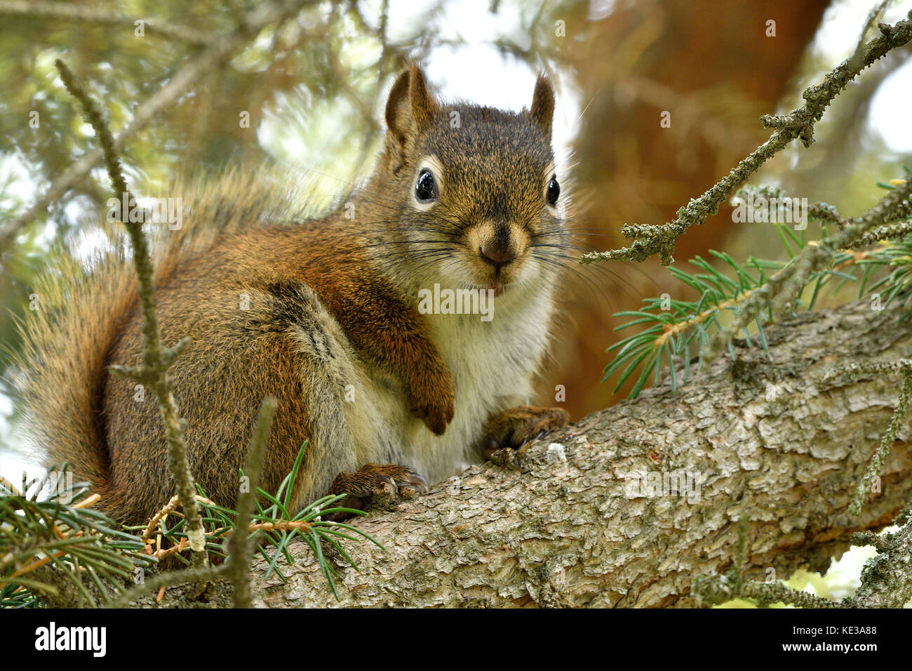 A close up image of a red squirrel, (Tamiasciurus hudsonicus); on a spruce tree branch in his natural habitat  in rural Alberta Canada Stock Photo