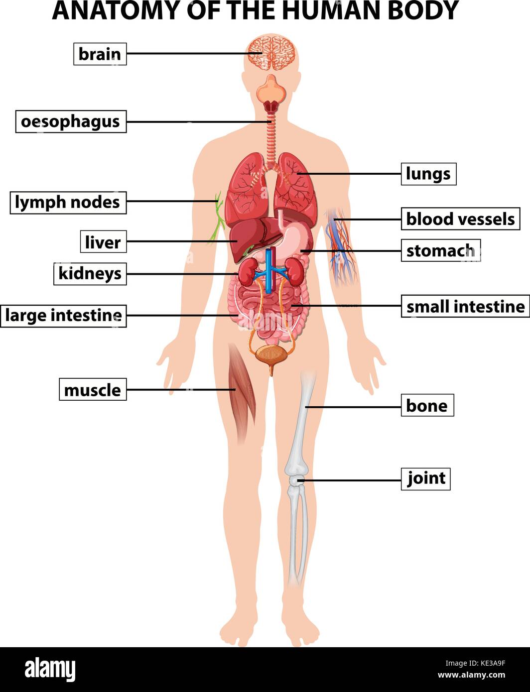 Human Body Anatomy Diagram Art Stock Photos & Human Body Anatomy