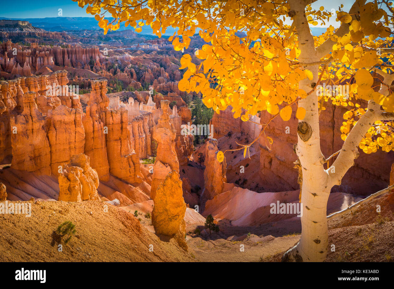 Bryce Canyon National Park, a sprawling reserve in southern Utah, is known for crimson-colored hoodoos, which are spire-shaped rock formations. The pa Stock Photo