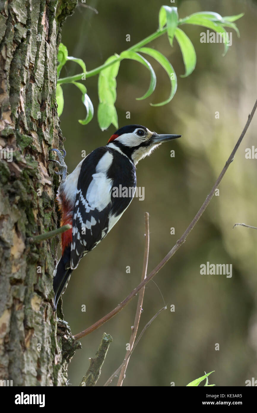 Greater / Great Spotted Woodpecker / Buntspecht ( Dendrocopos major ), male, perched on a tree, turning its head, watching back, in typical pose, Euro Stock Photo