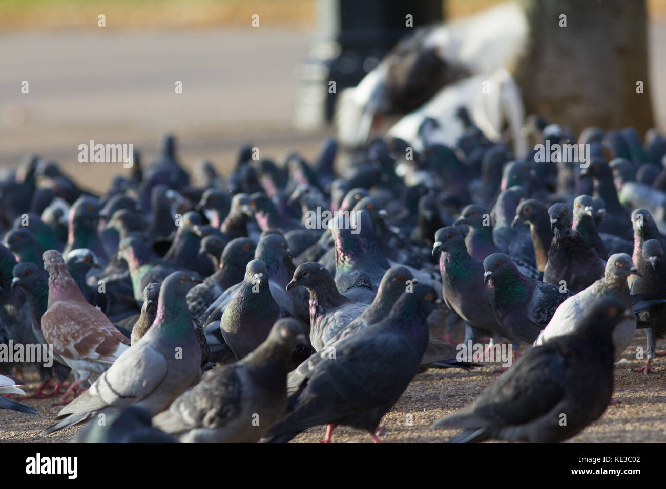 A lot of pigeons on the sunny city street Stock Photo Alamy