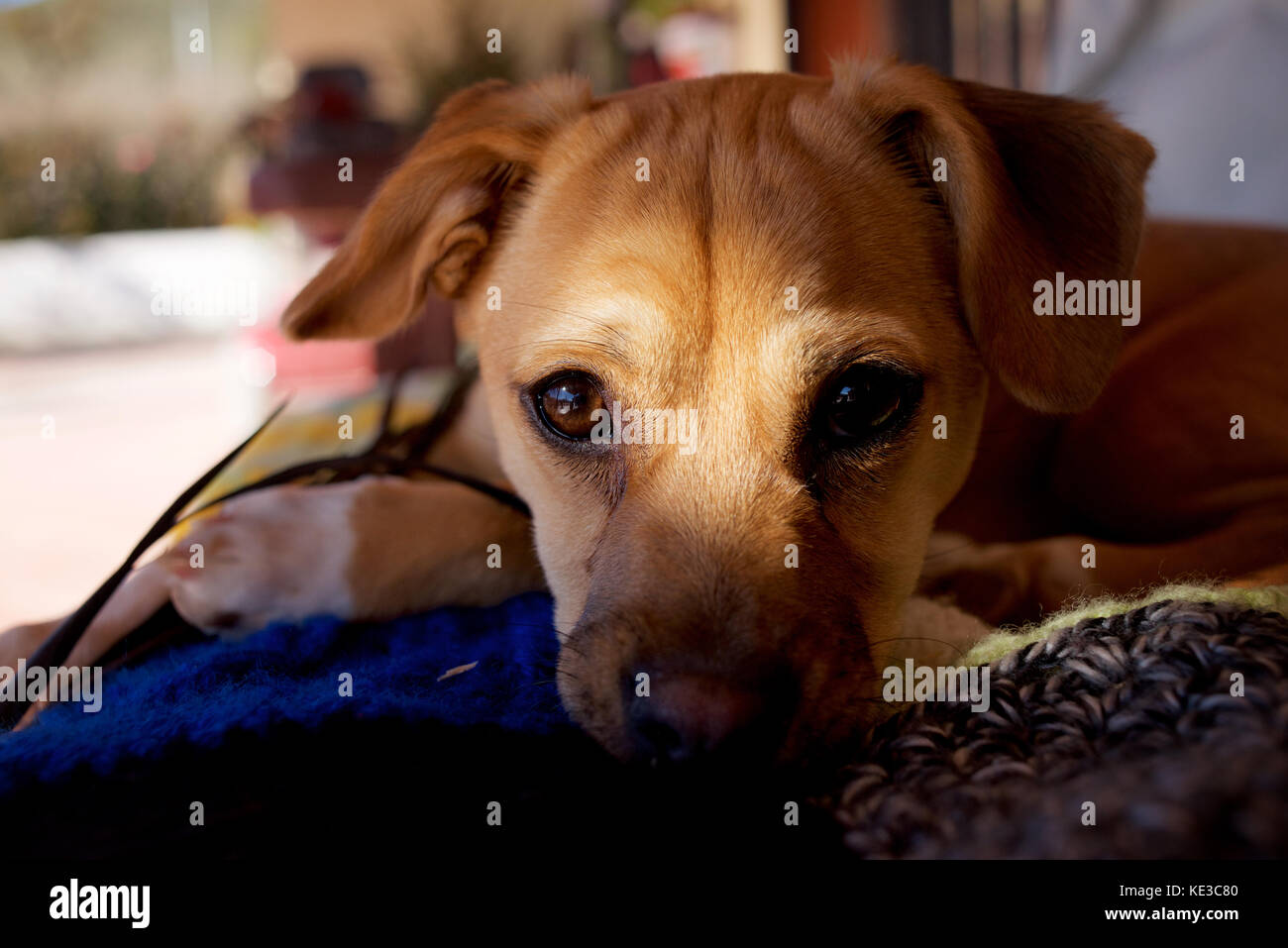 Young tan coloured dog Stock Photo Alamy