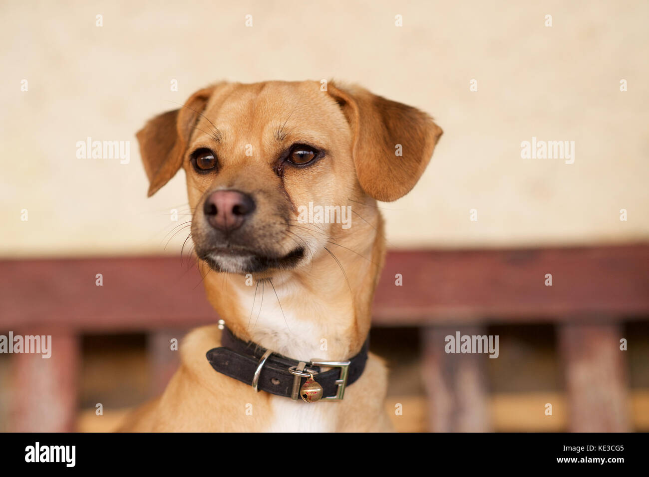 Young tan coloured dog head and shoulders Stock Photo Alamy
