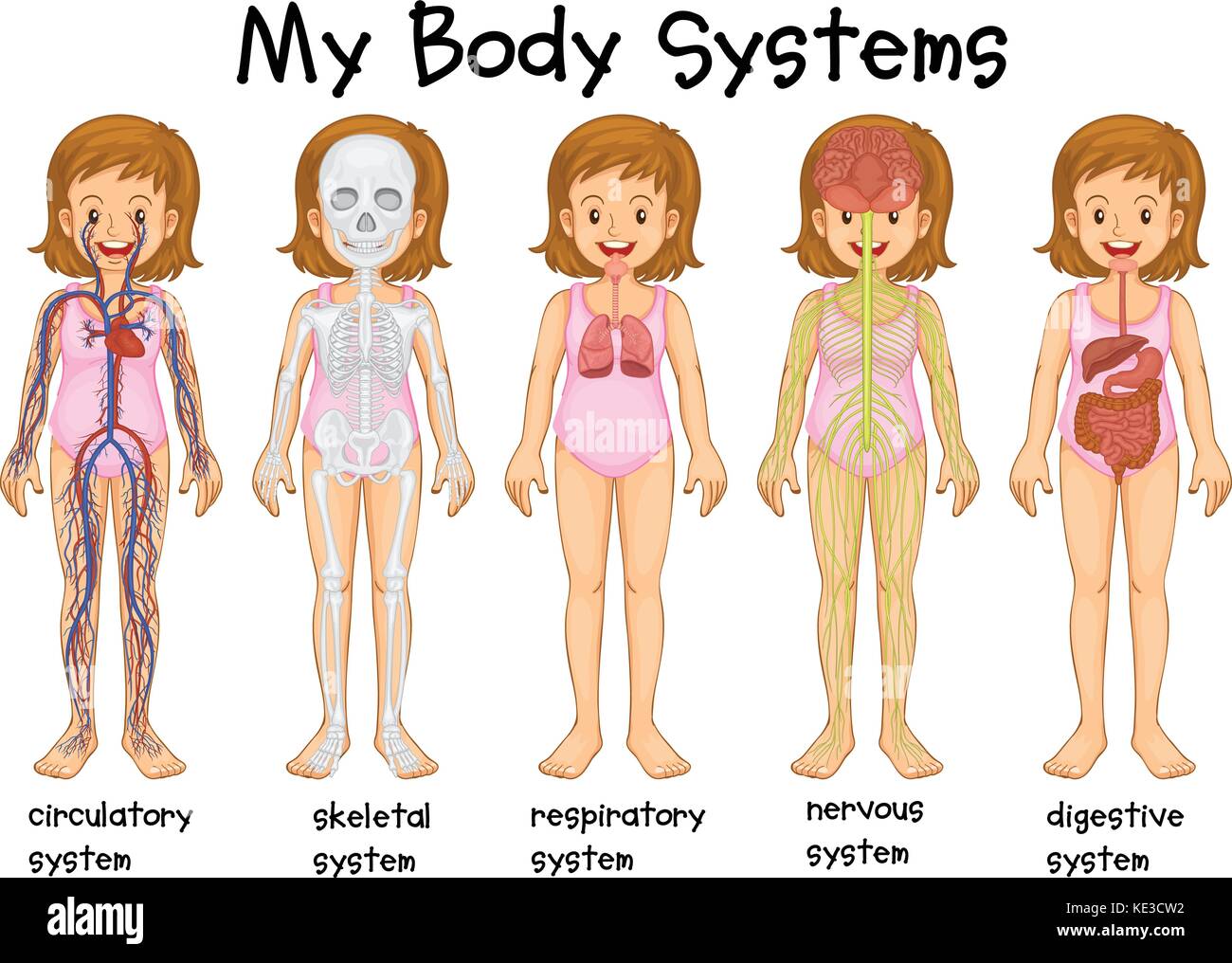 Different body systems in human illustration Stock Vector Image & Art - Alamy Different body systems in human illustration Stock Vector Image & Art - Alamy
