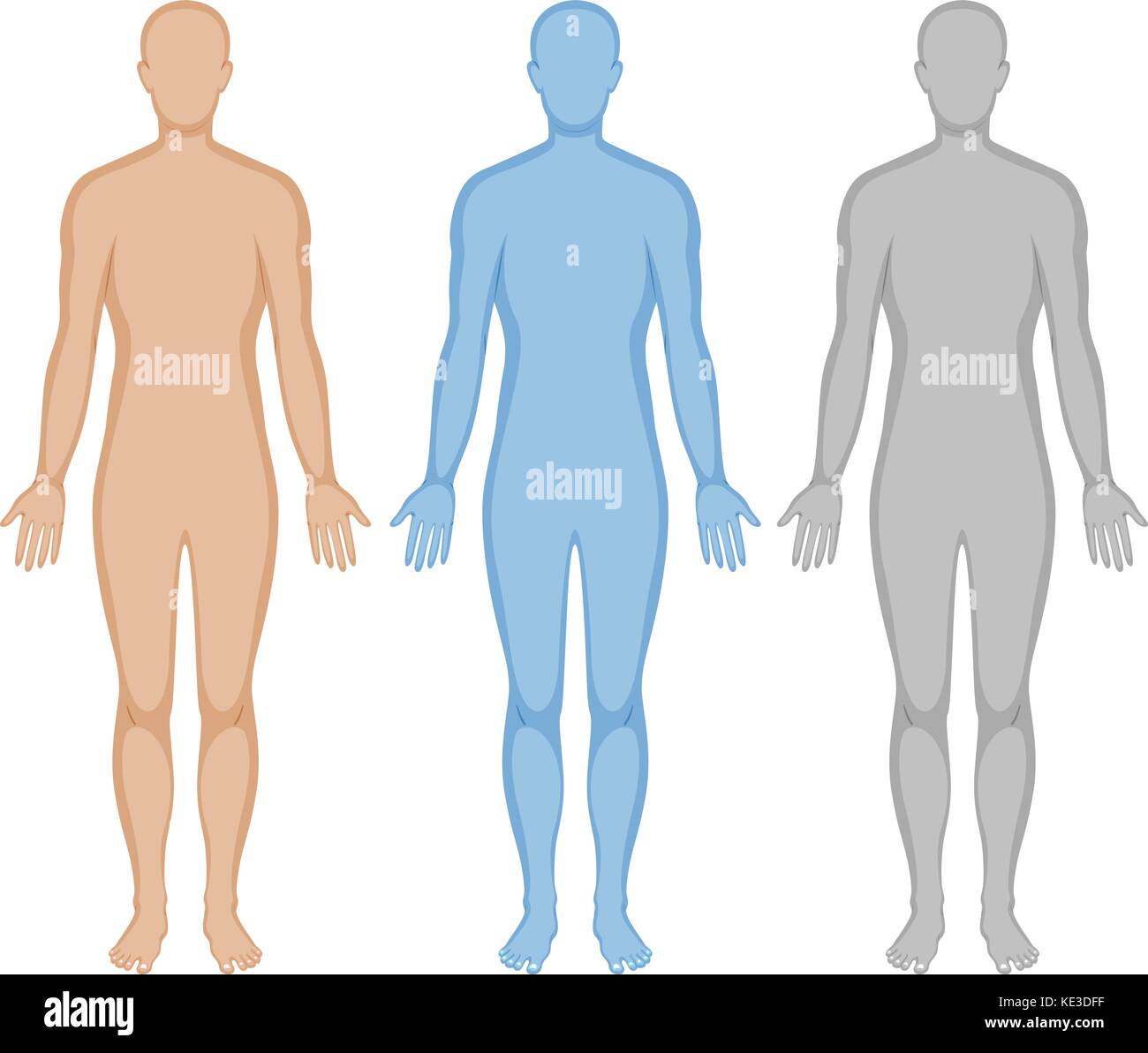 human body outline in three colors illustration stock vector art human body outlines