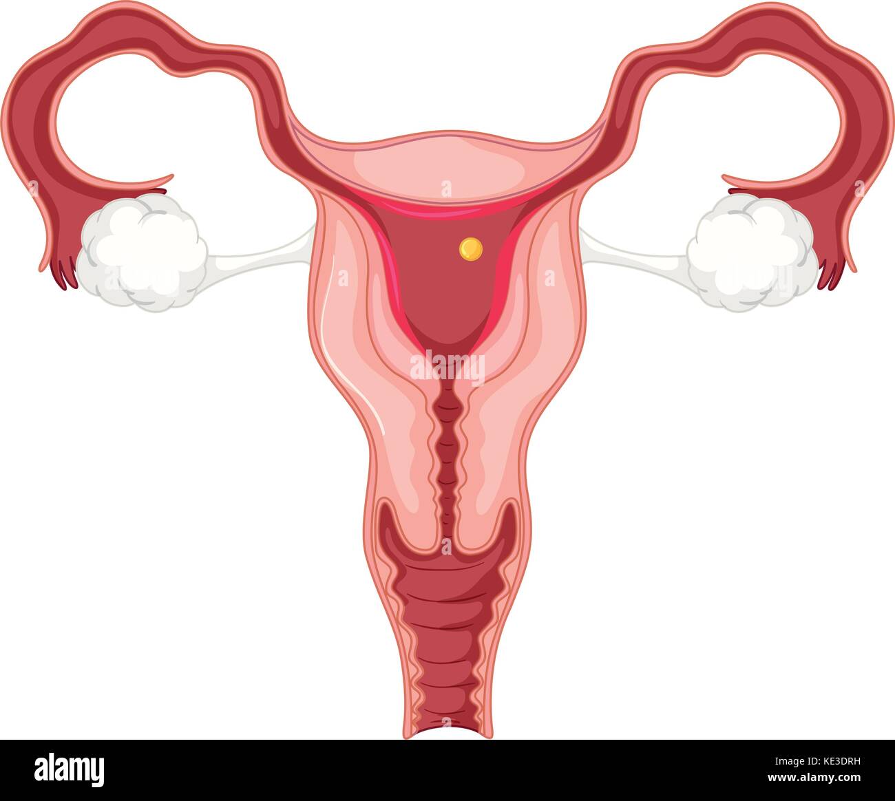 Menstrual cycle for woman illustration Stock Vector