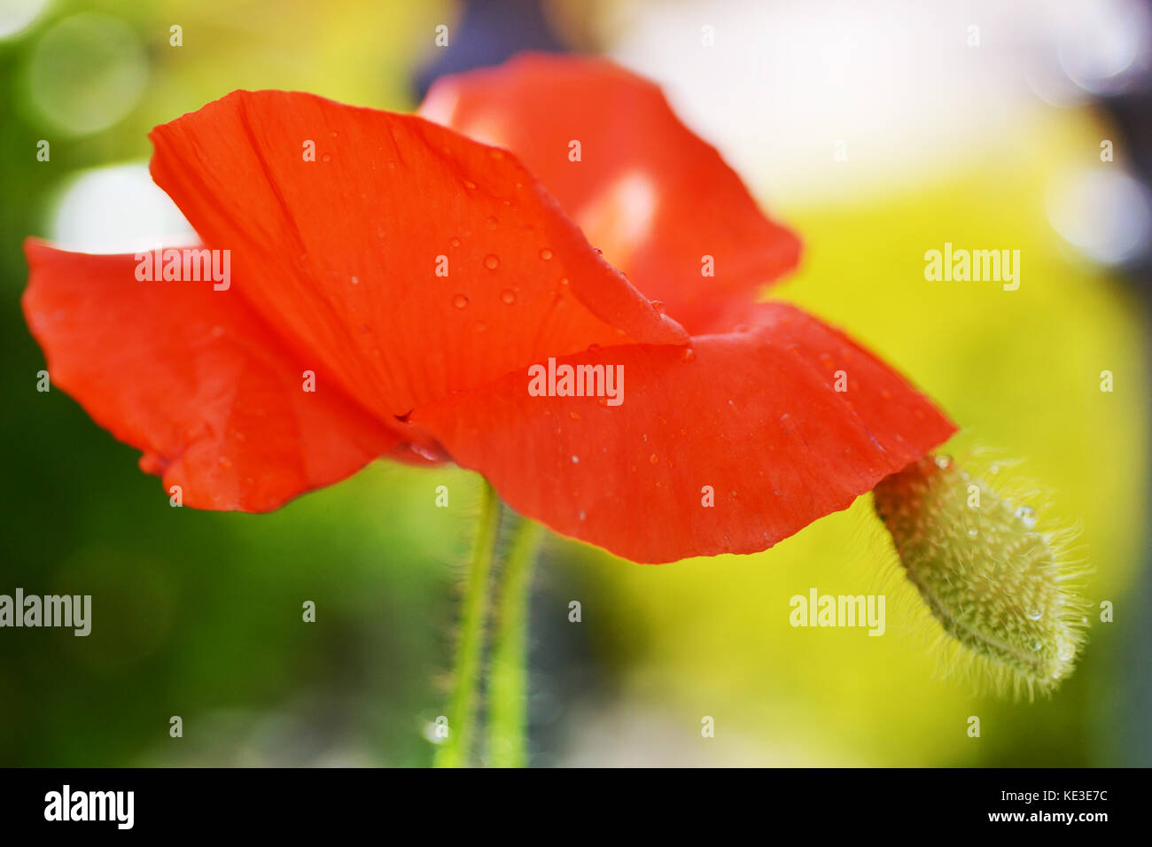 Delicate wild red poppy close up with poppy bud Stock Photo