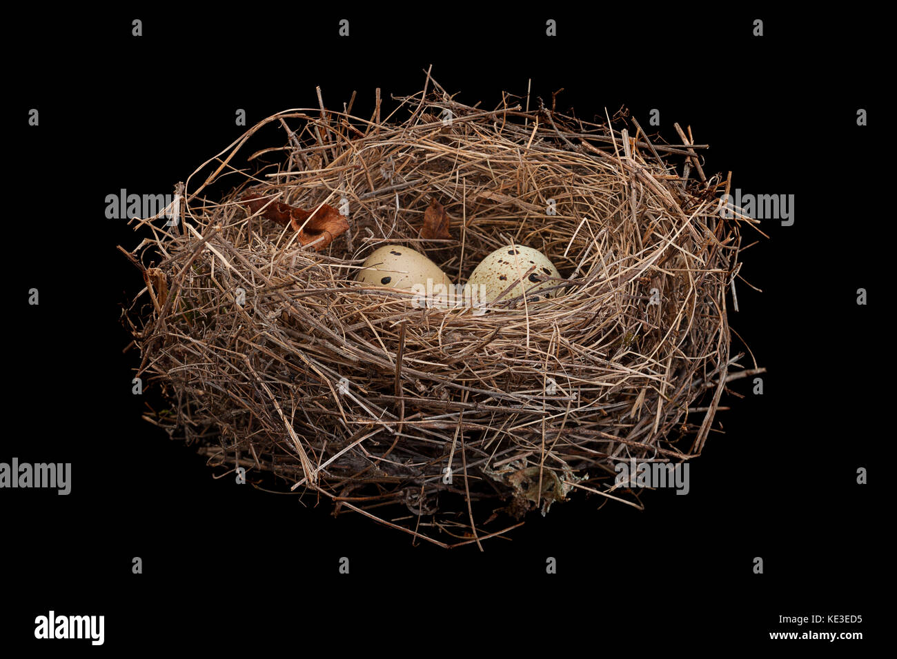 Birds nest with eggs isolated on black background Stock Photo - Alamy