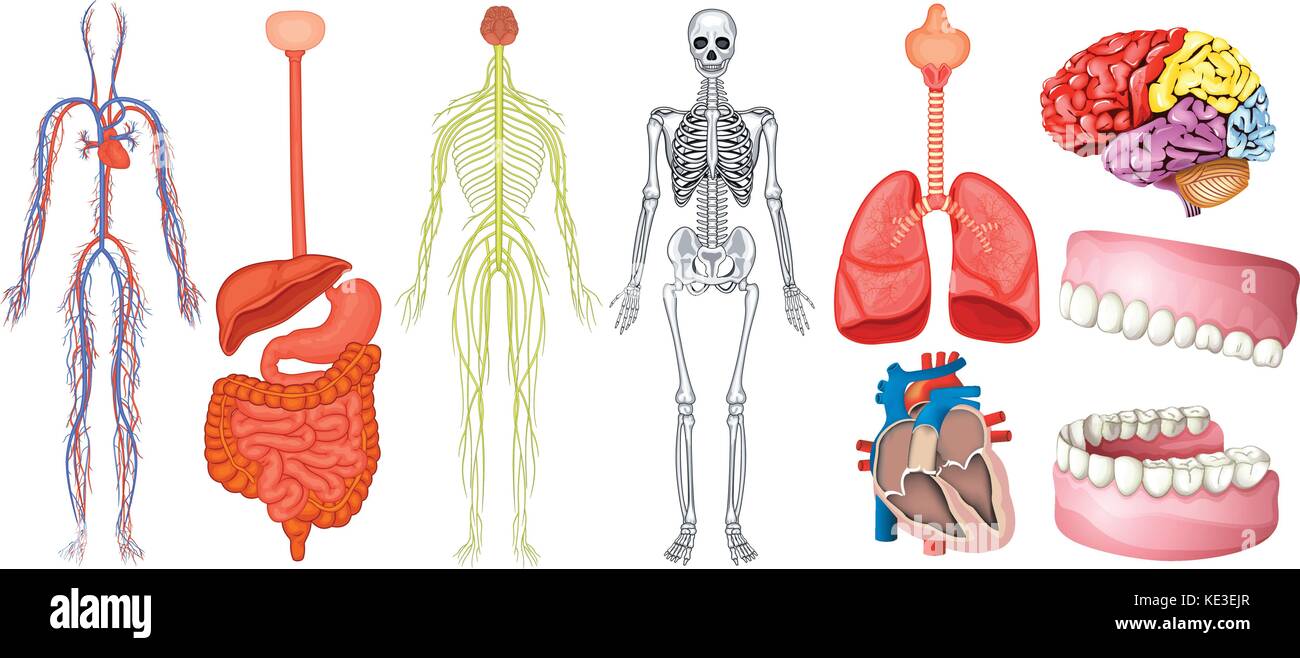 Diagram of human anatomy illustration Stock Vector