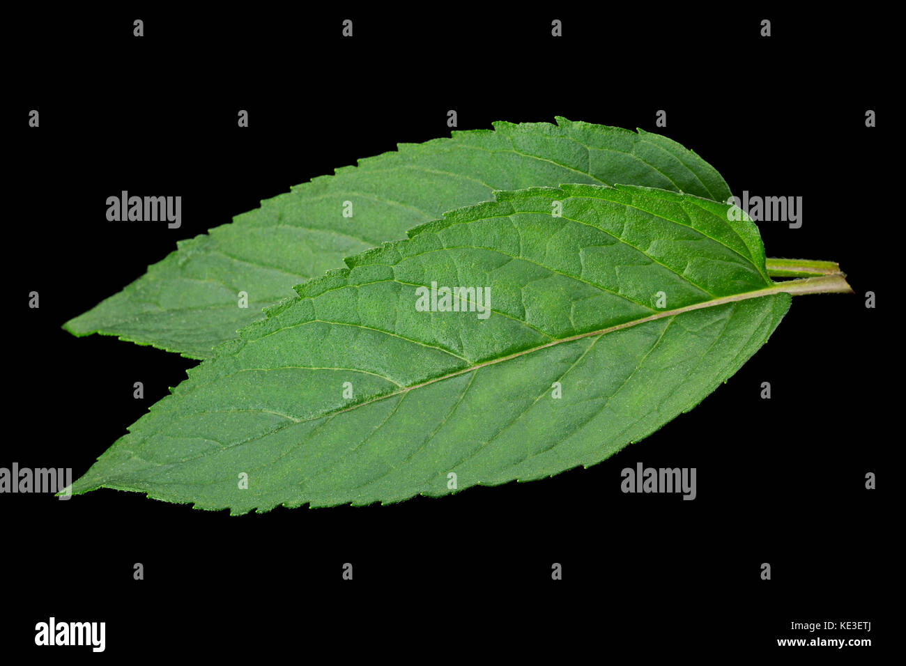 Black peppermint hi-res stock photography and images - Alamy