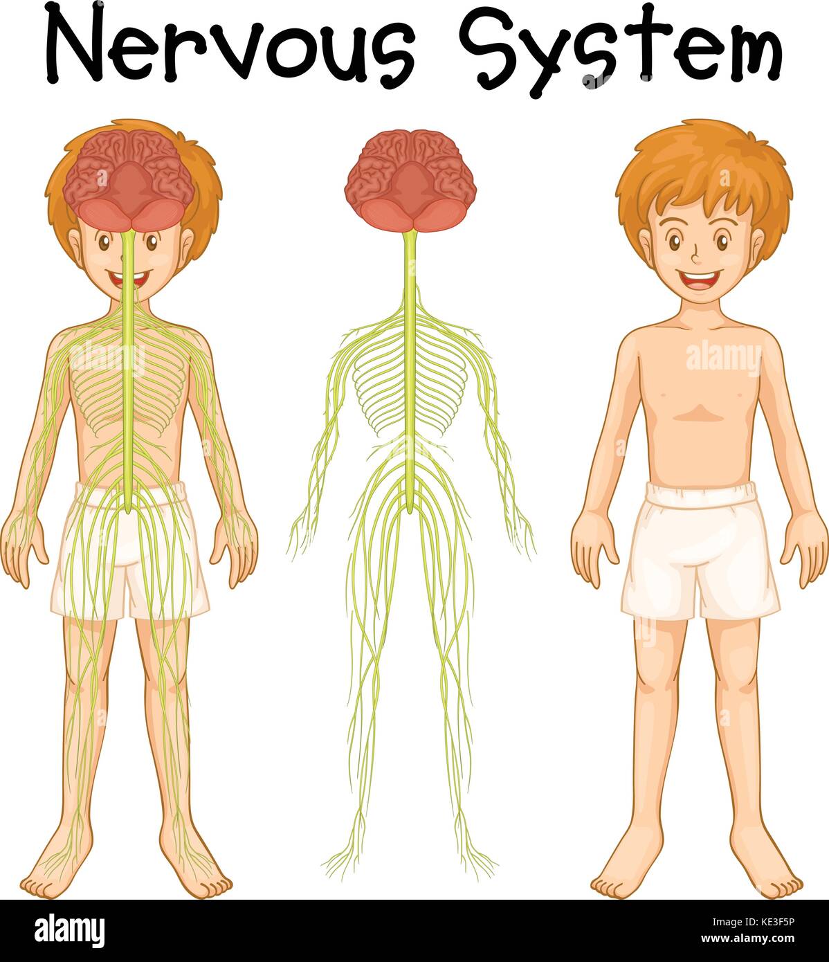 Nervous system of human boy illustration Stock Vector Image & Art - Alamy