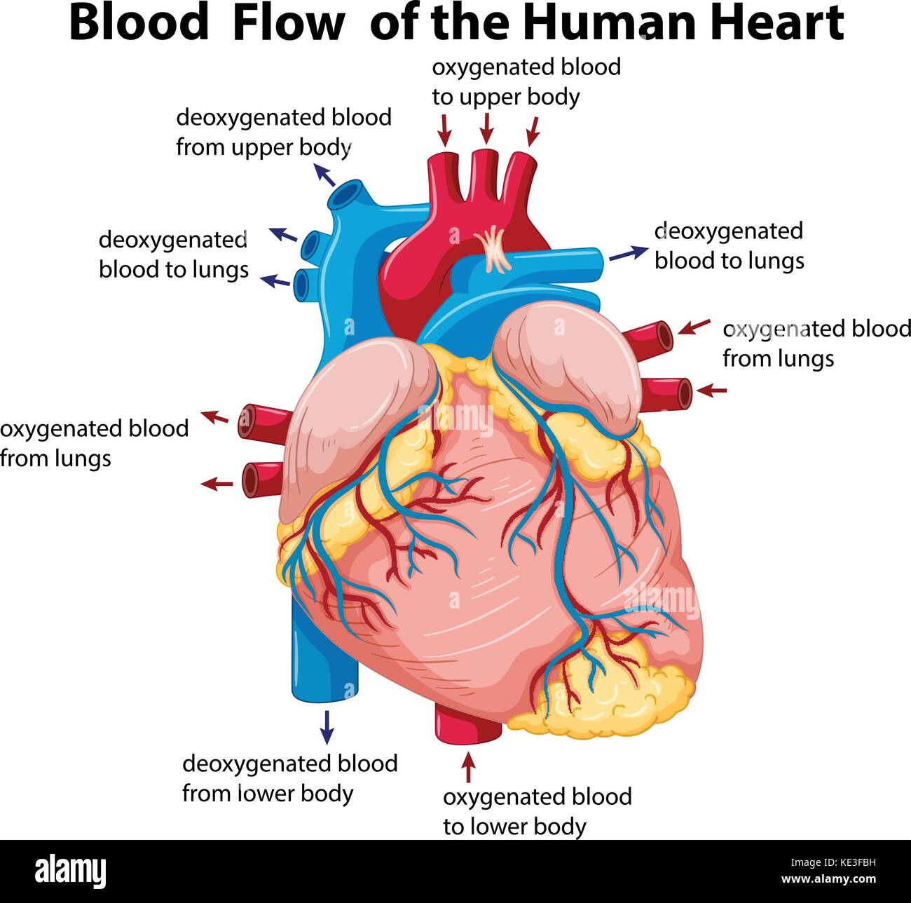 Diagram showing blood flow in human heart illustration Stock Vector