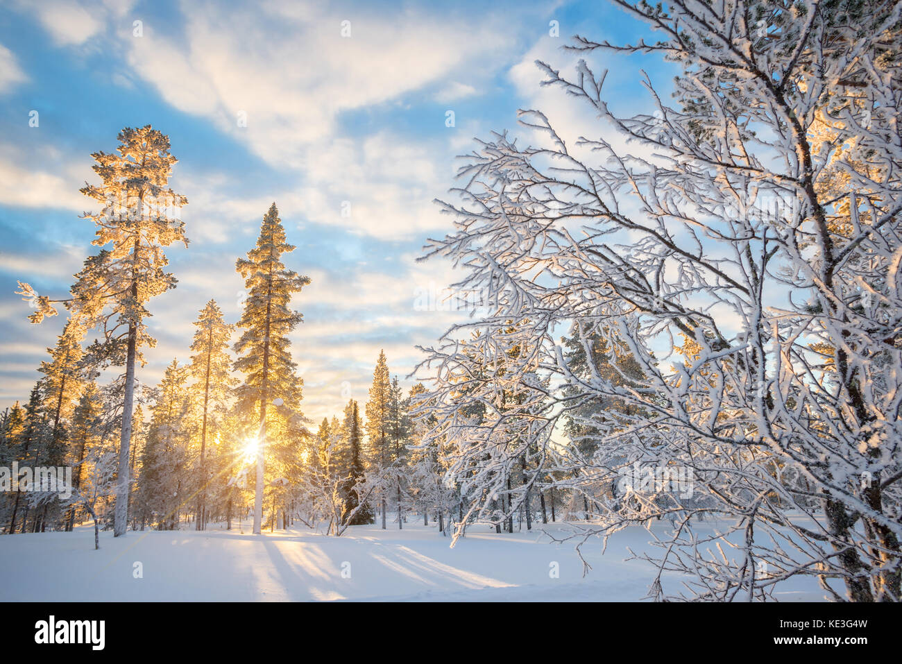 Snowy landscape at sunset, frozen trees in winter in Saariselka, Lapland, Finland Stock Photo