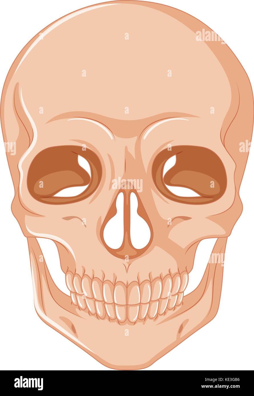 Human skull on white background illustration Stock Vector Image & Art ...
